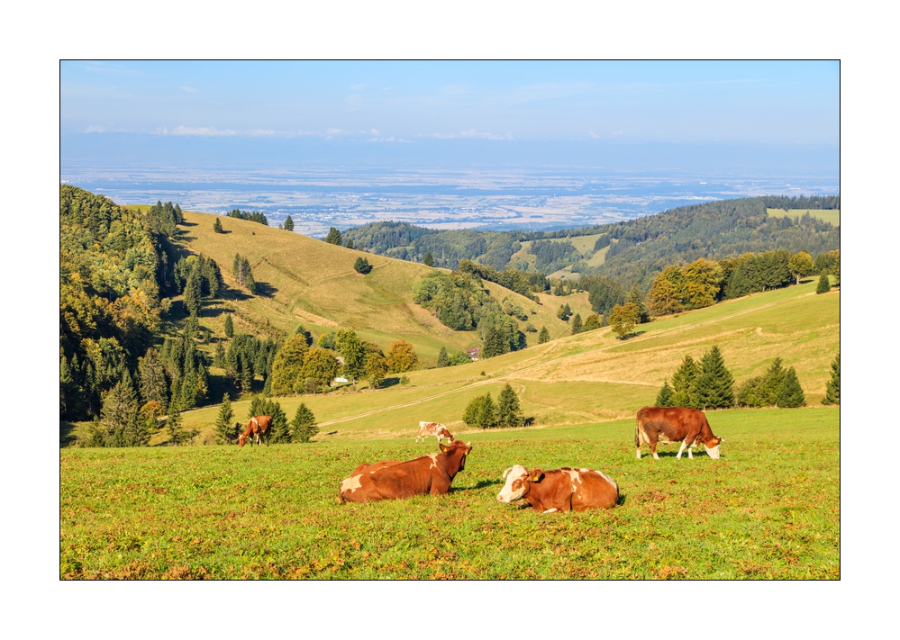 Herbst im Schwarzwald #5ds02733