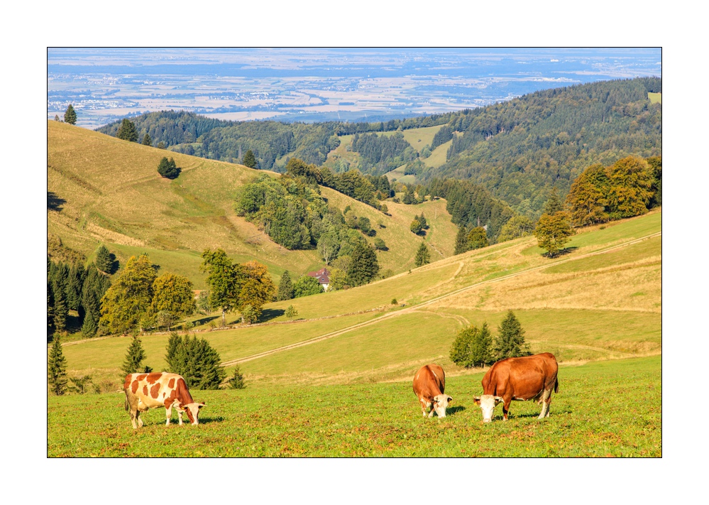 Herbst im Schwarzwald #5ds02741
