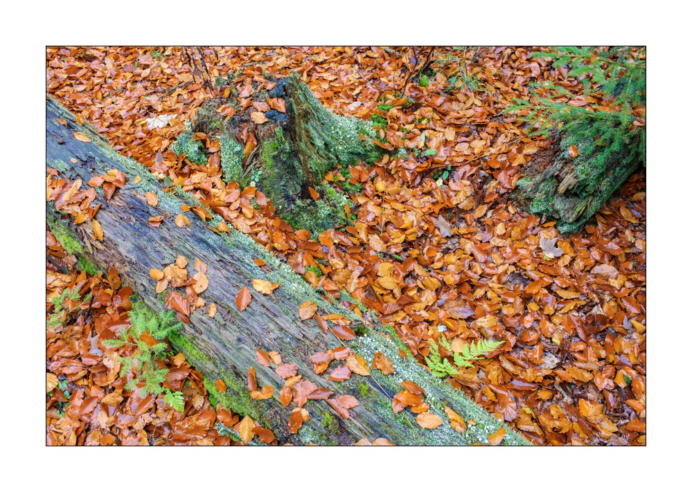 bayerischer Wald #5ds02842