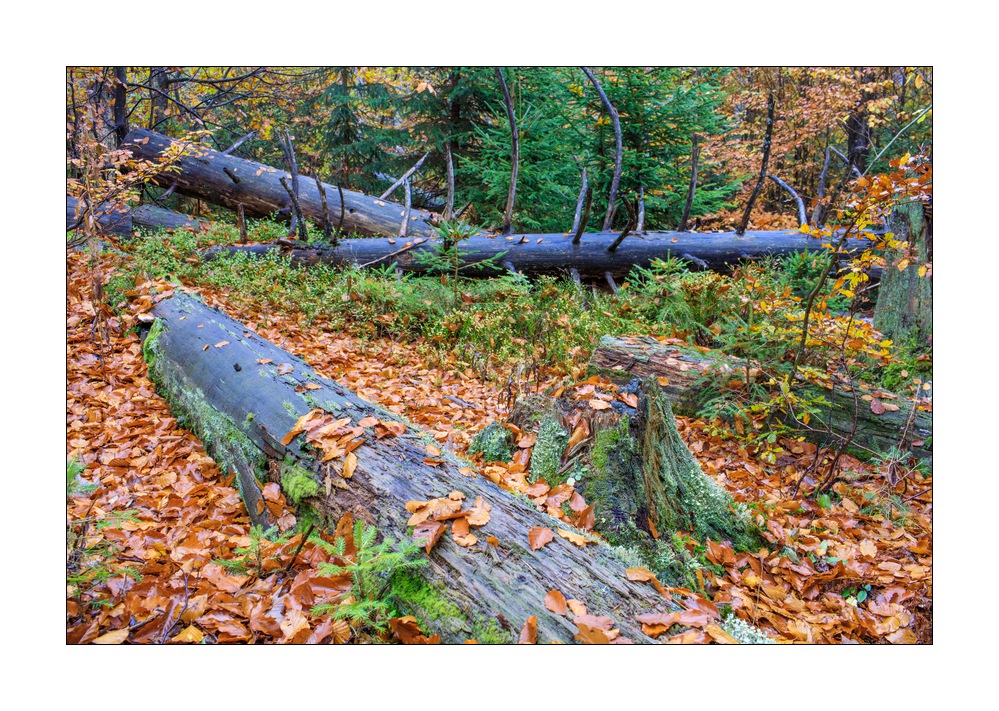 bayerischer Wald #5ds02844