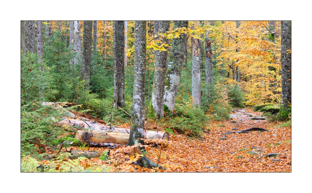 bayerischer Wald #5ds02853