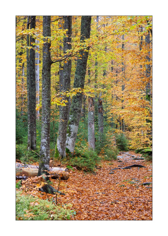 bayerischer Wald #5ds02854
