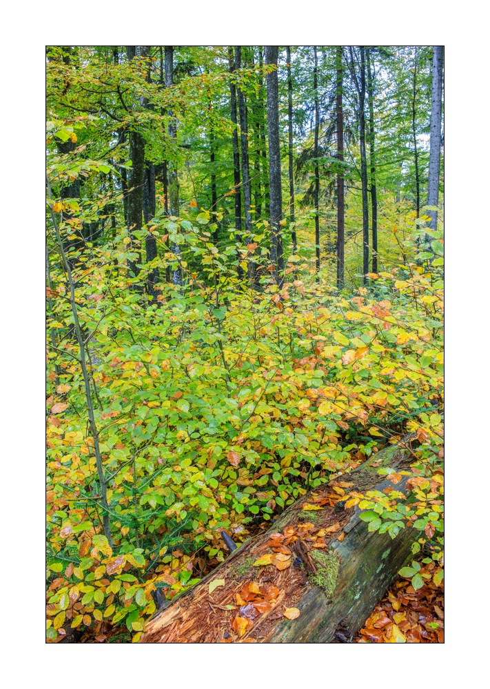 bayerischer Wald #5ds02892