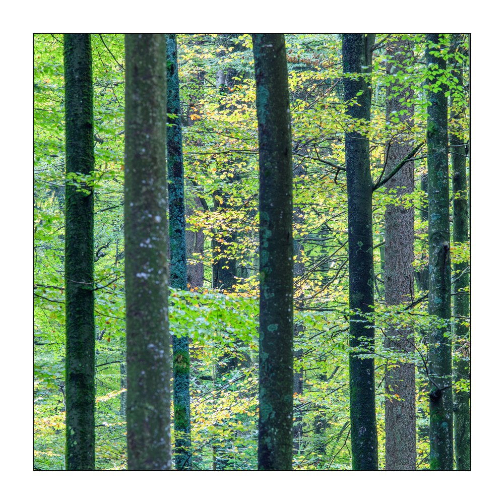 bayerischer Wald #5ds02979