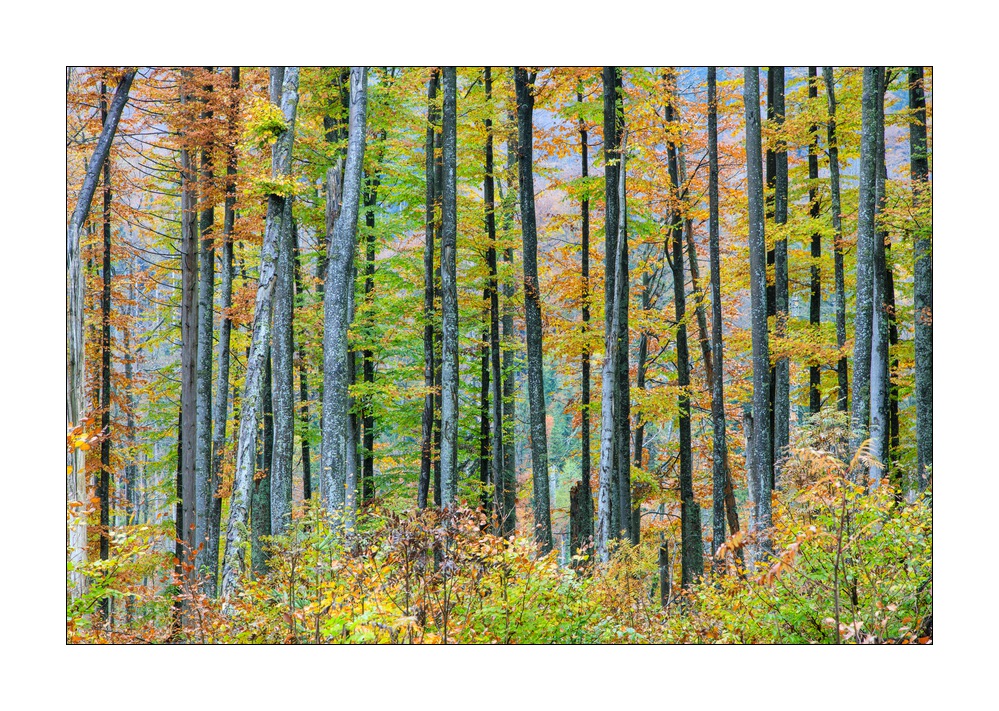 bayerischer Wald #5ds03008