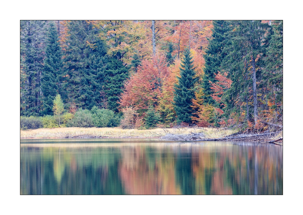 bayerischer Wald #5ds03013