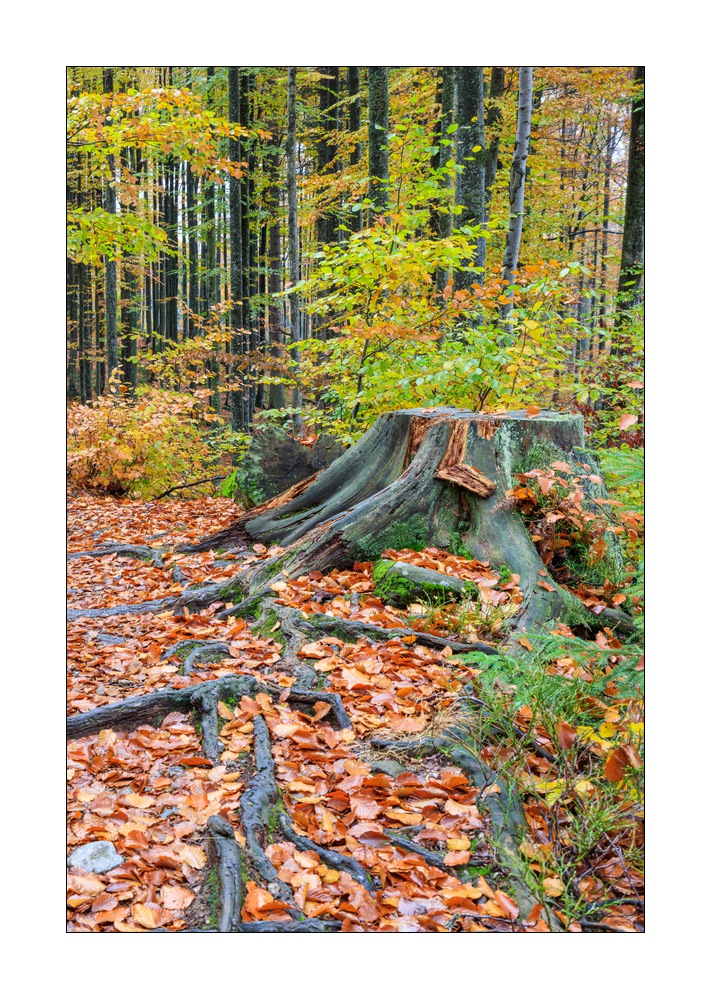 bayerischer Wald #5ds03041