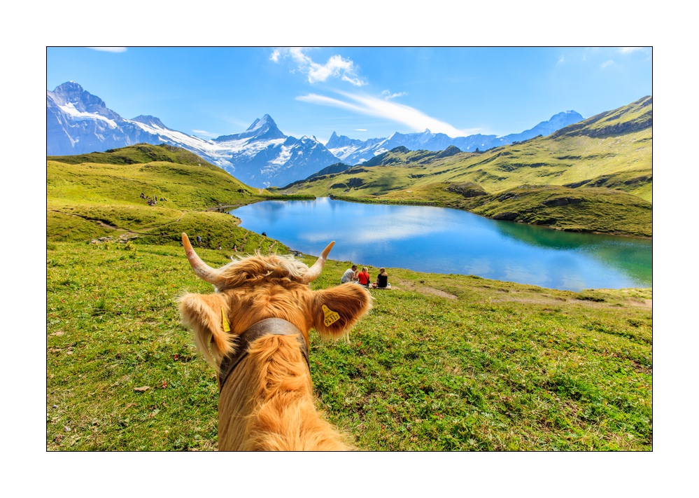 Kühe beim Bachalpsee #5Ds 04169