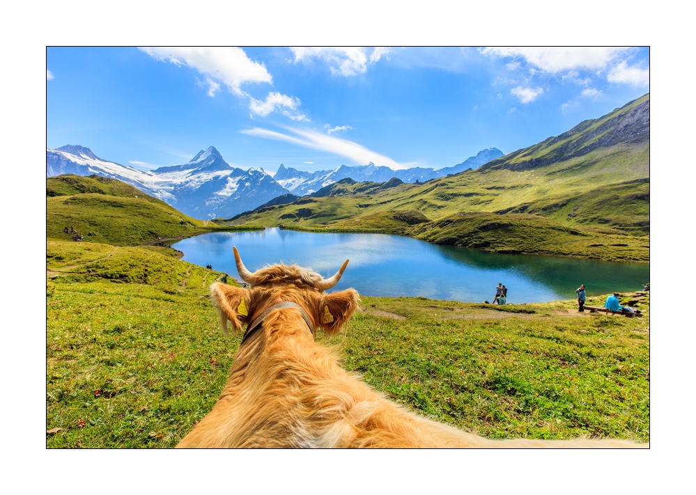 Kühe beim Bachalpsee #5Ds 04170
