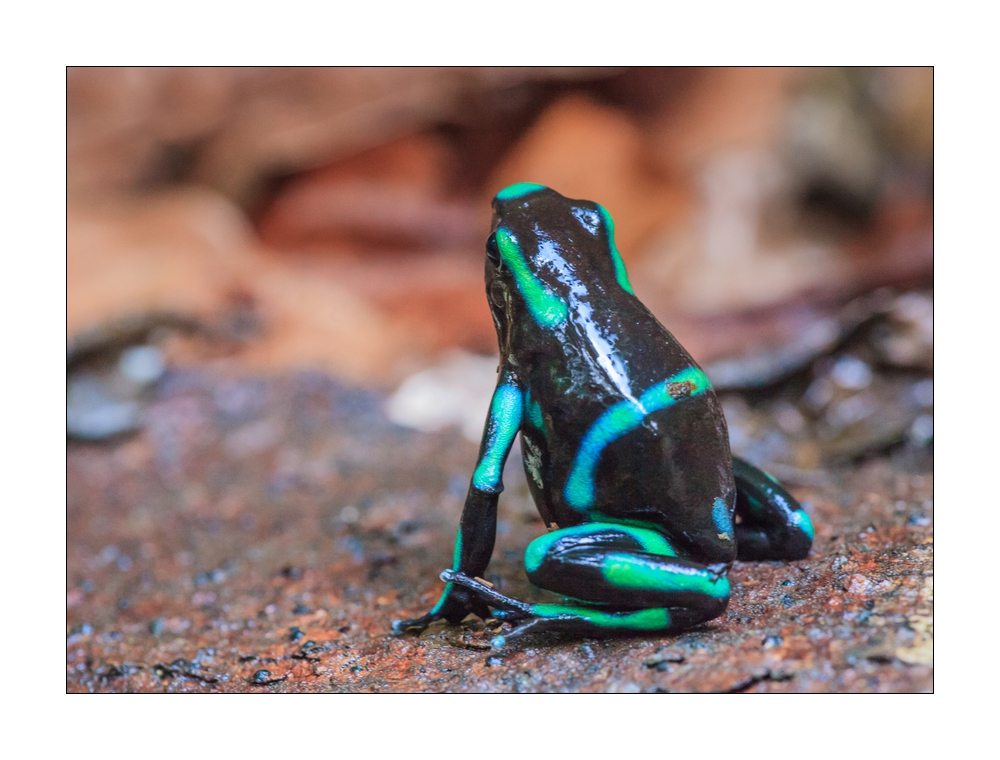 Pfeilgiftfrosch #37616