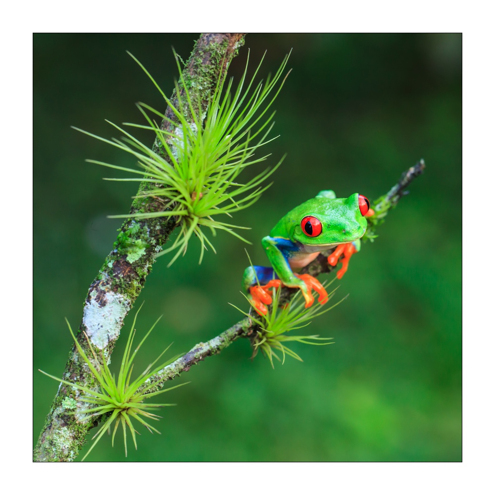 Rotaugenlaubfrosch #37197