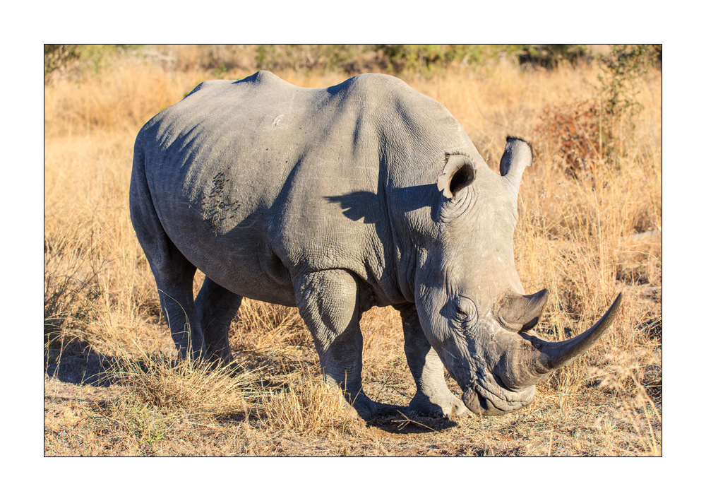 Nashorn #5ds01246