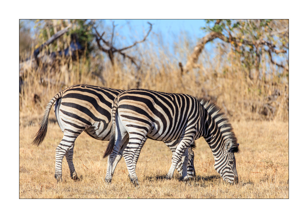 Zebras #5ds01124
