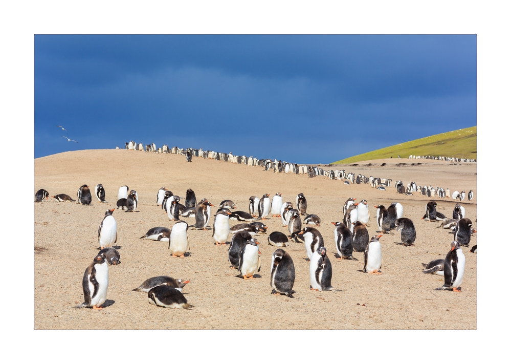 Eselspinguine am Strand #333273