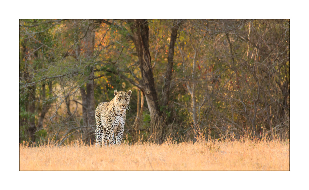 Leopard #5ds00526
