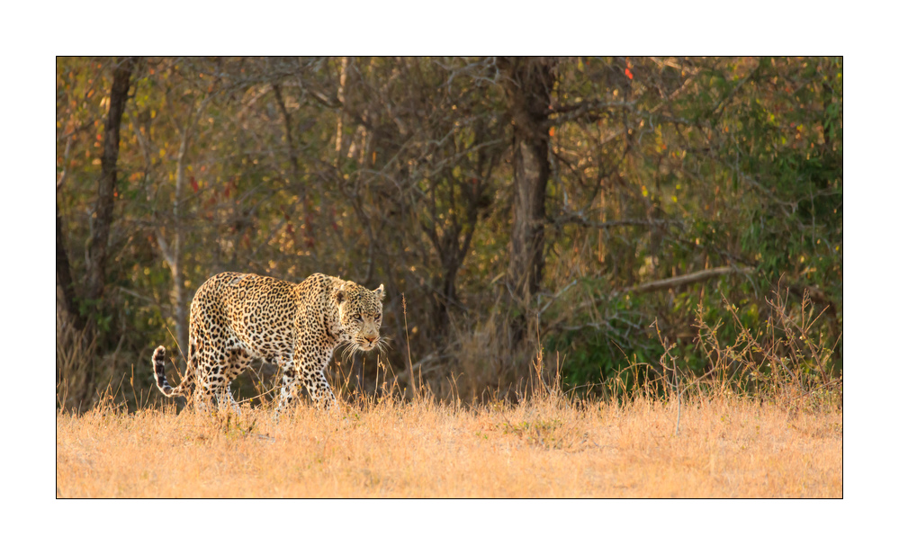 Leopard #5ds00527