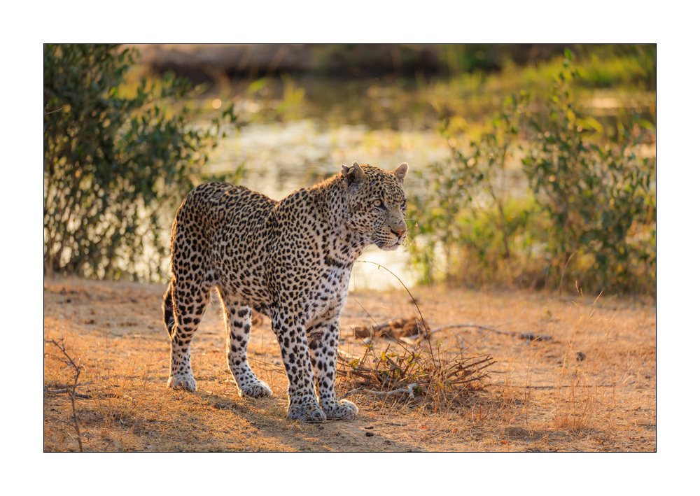 Leopard #5ds00541