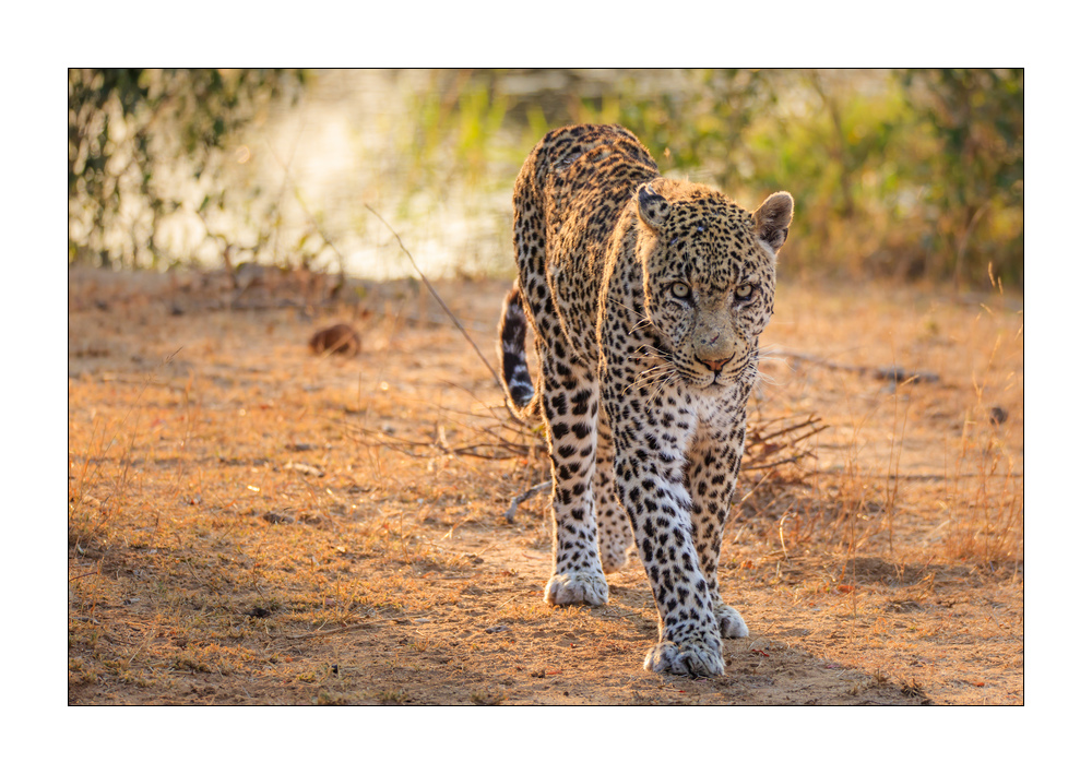 Leopard #5ds00542