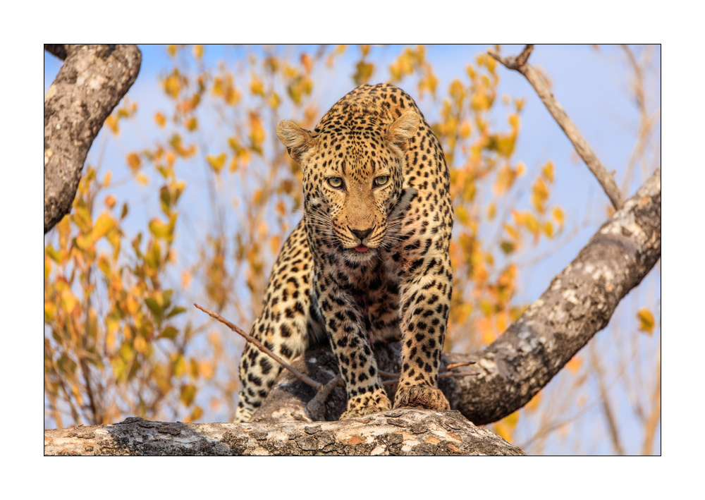 Leopard #5ds00852