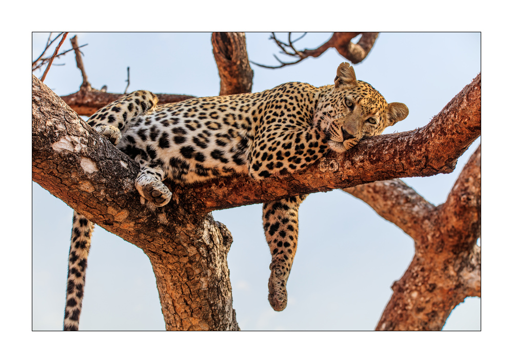 Leopard #5ds00876
