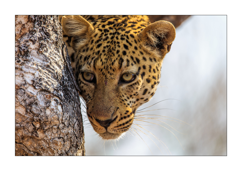 Leopard #5ds00881