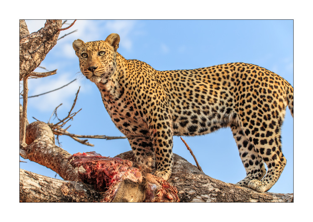Leopard #5ds00887