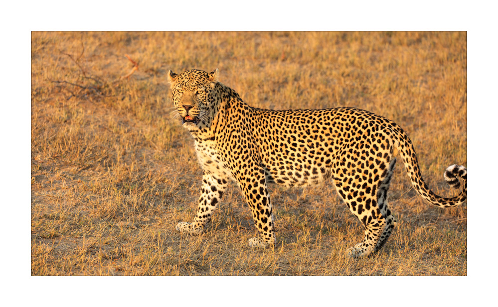Leopard #5ds00950
