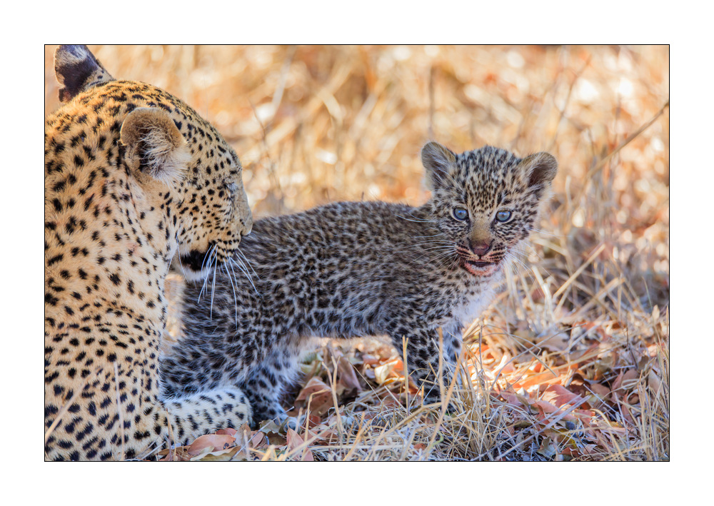 Leopard #5ds01188