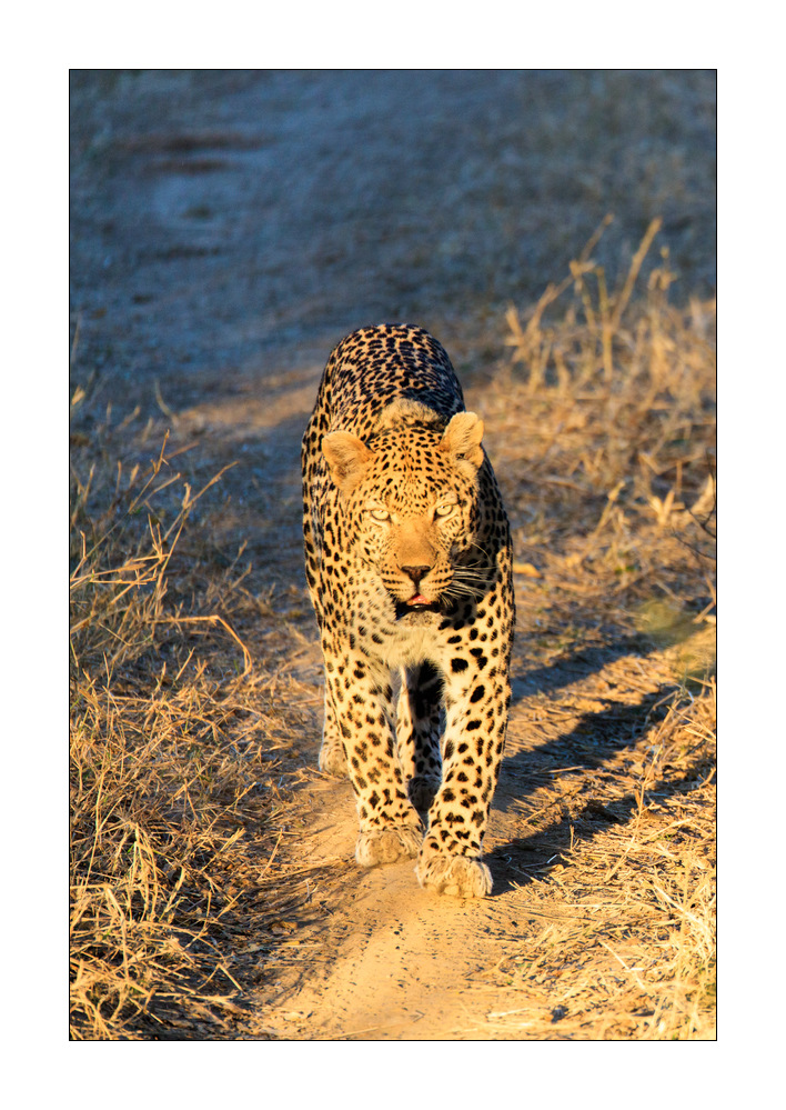 Leopard #5ds01262