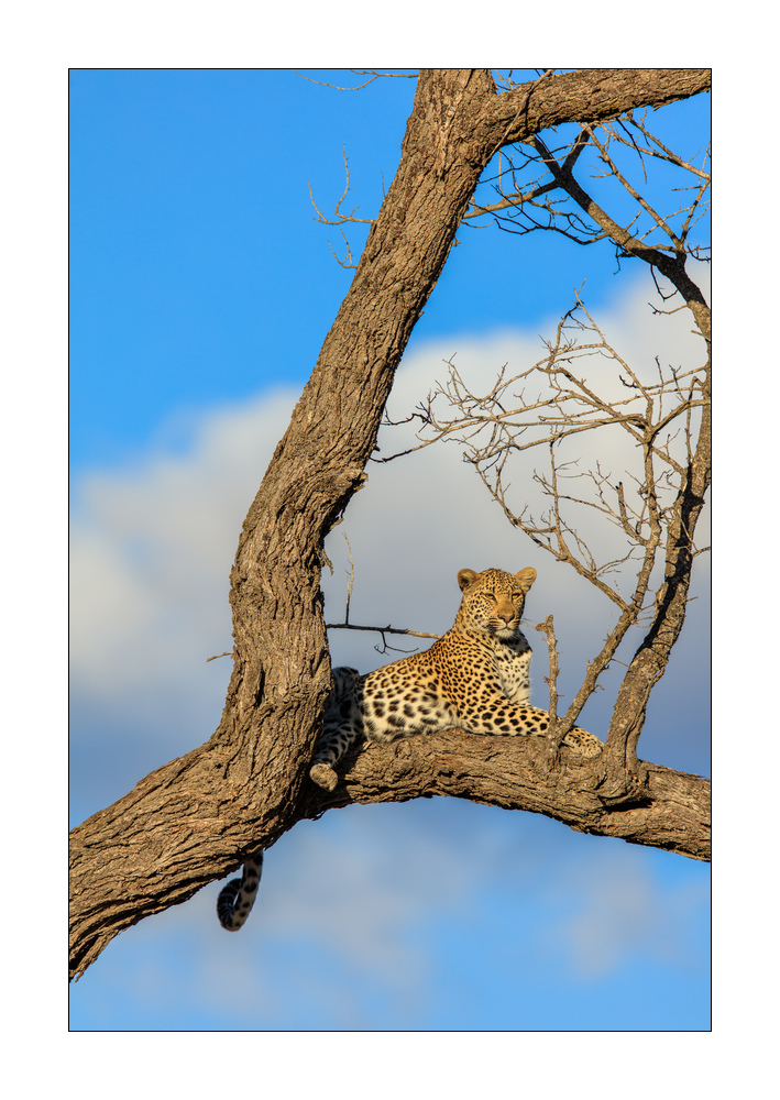 Leopard #5ds01438a