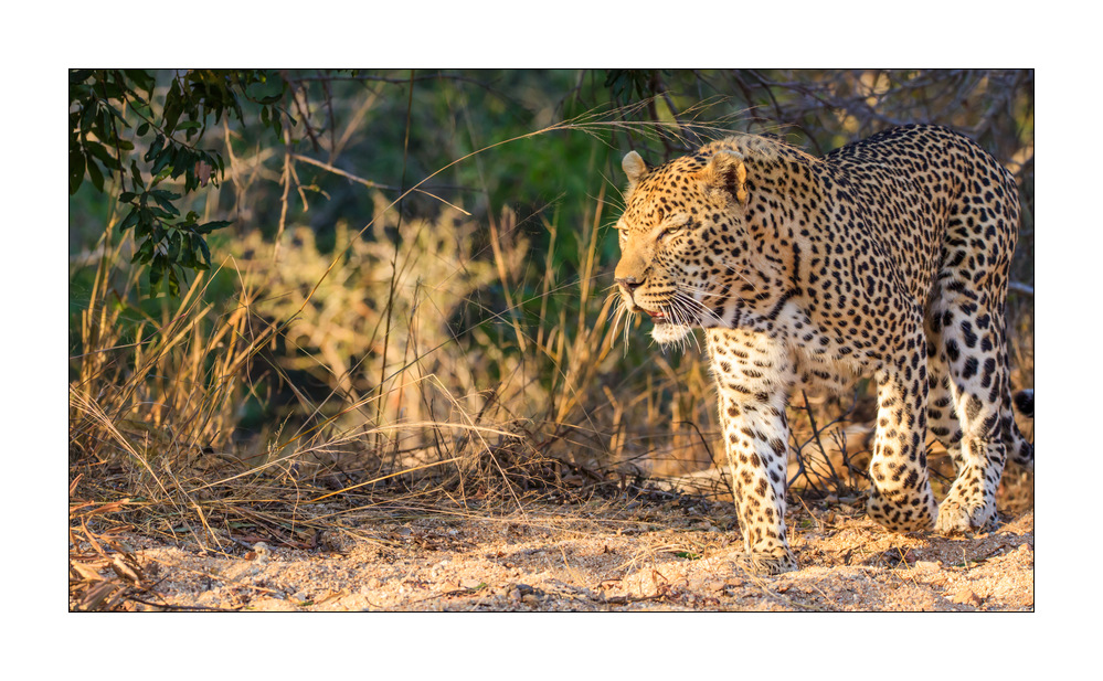 Leopard #5ds01779