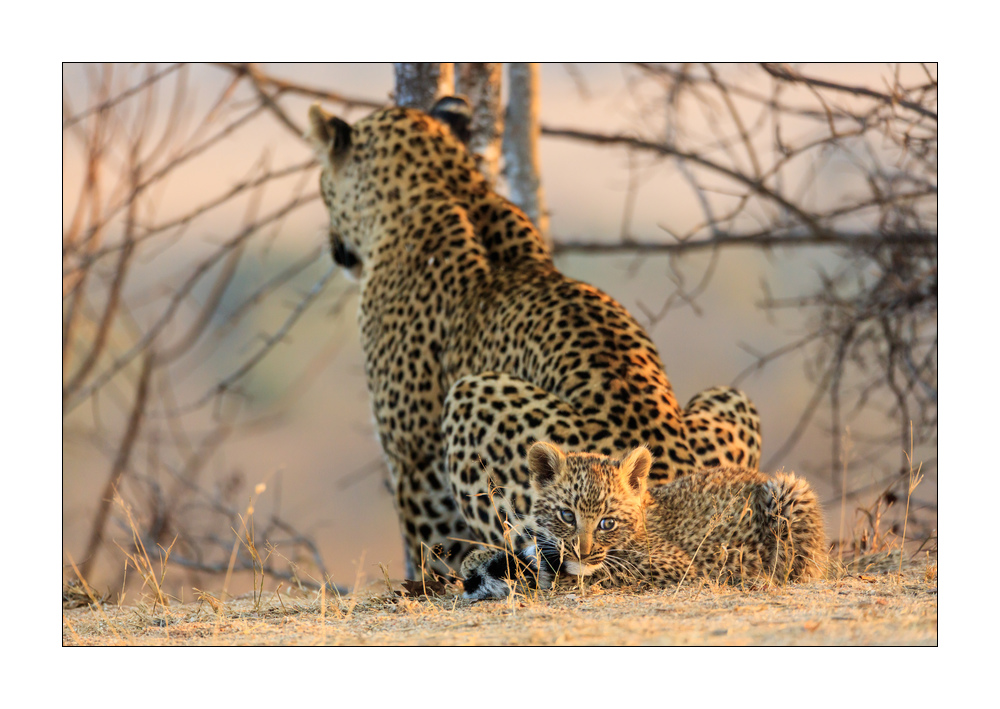 Leopard #5ds01834