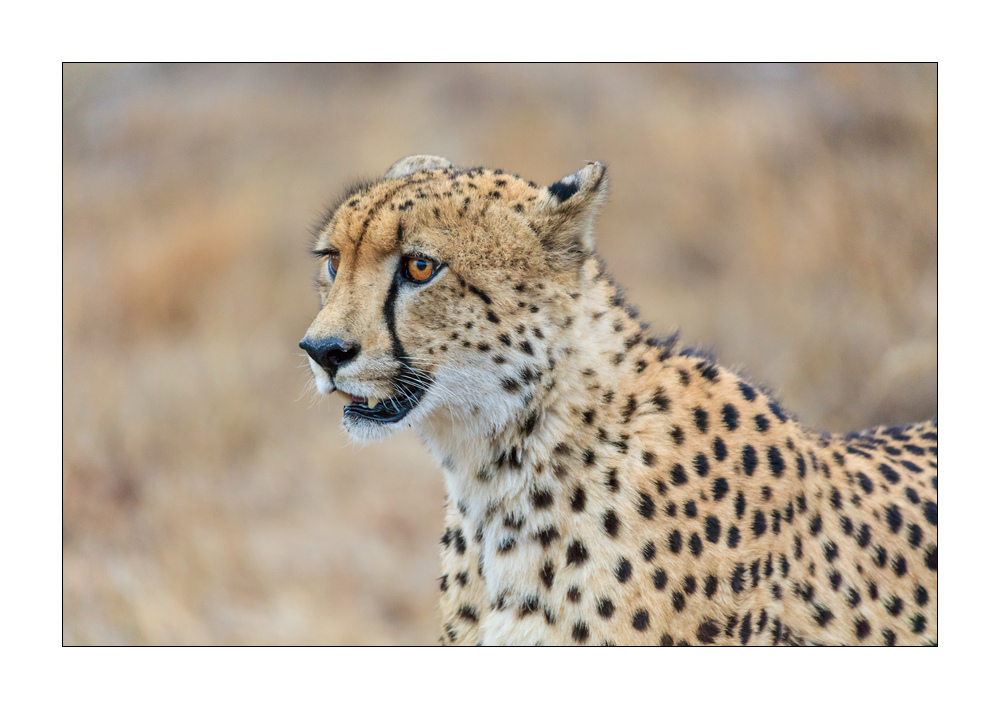 Gepard 5ds00720