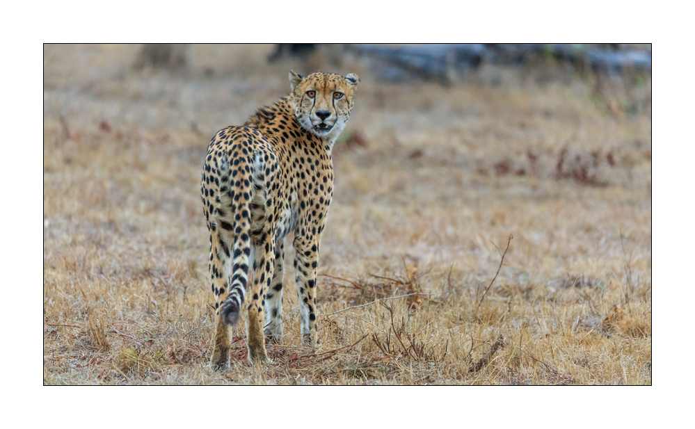 Gepard #5ds00729