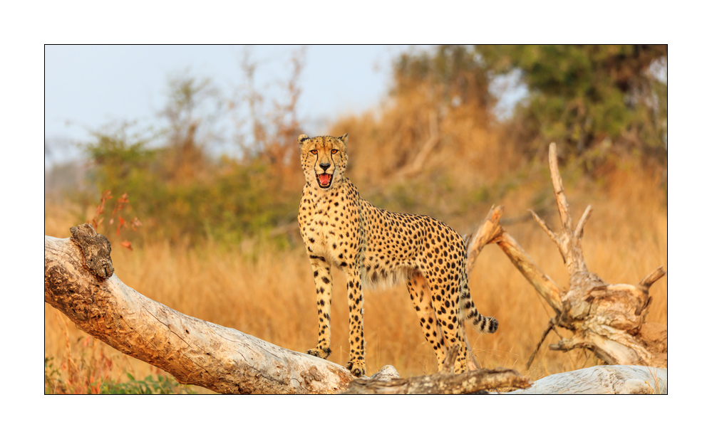 Gepard #5ds00742
