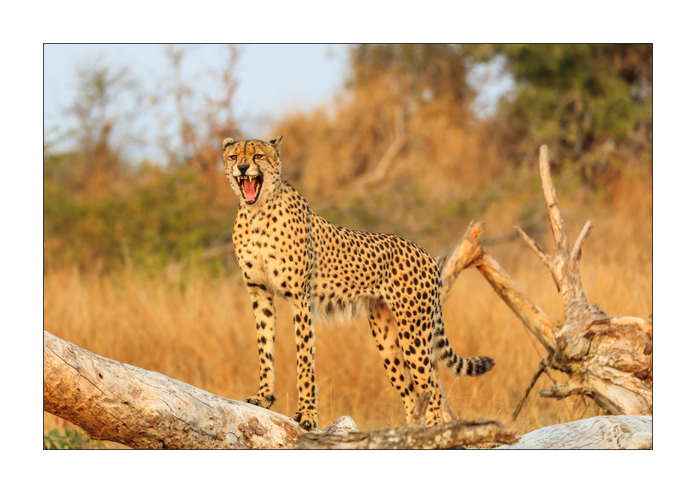 Gepard #5ds00743