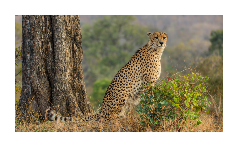 Gepard #5ds00780