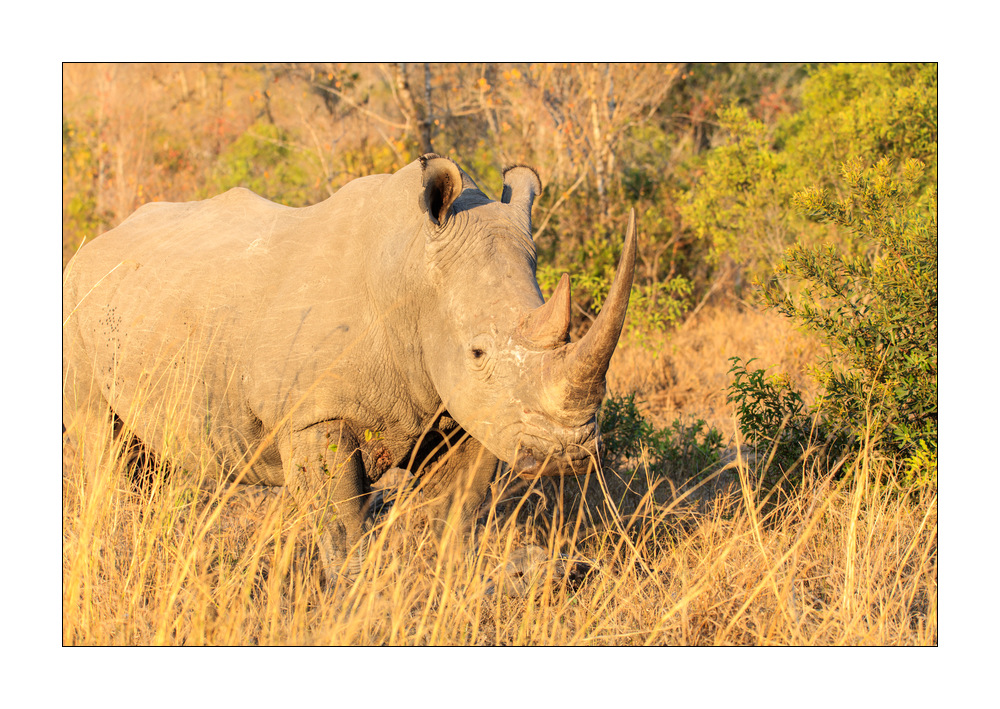 Nashorn #5ds00403