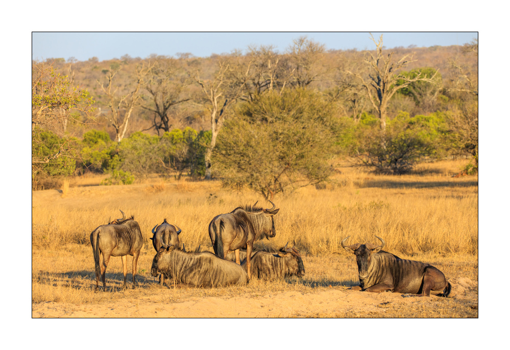 Gnus #5ds01790