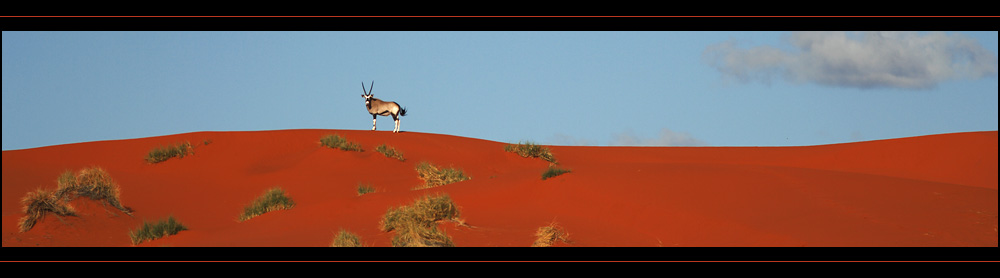 Oryx #13138