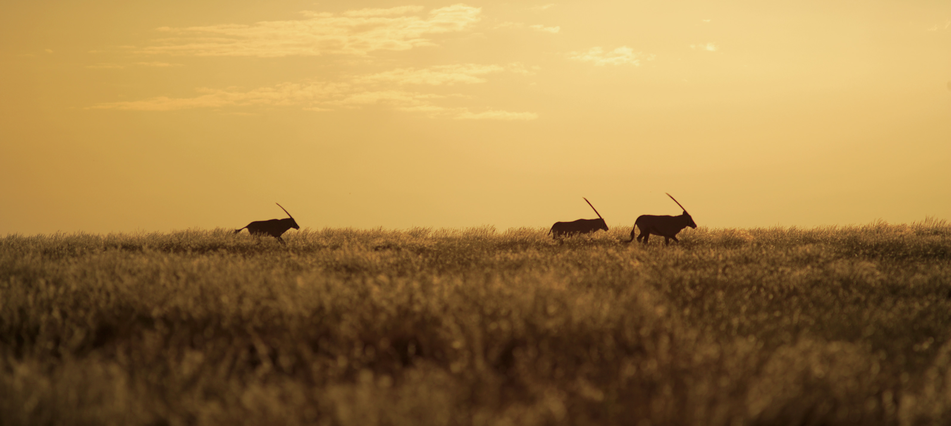 Oryx #13355