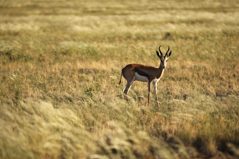 Springbock #13367