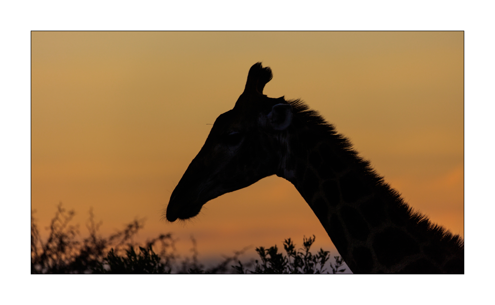 Giraffe #5ds00986