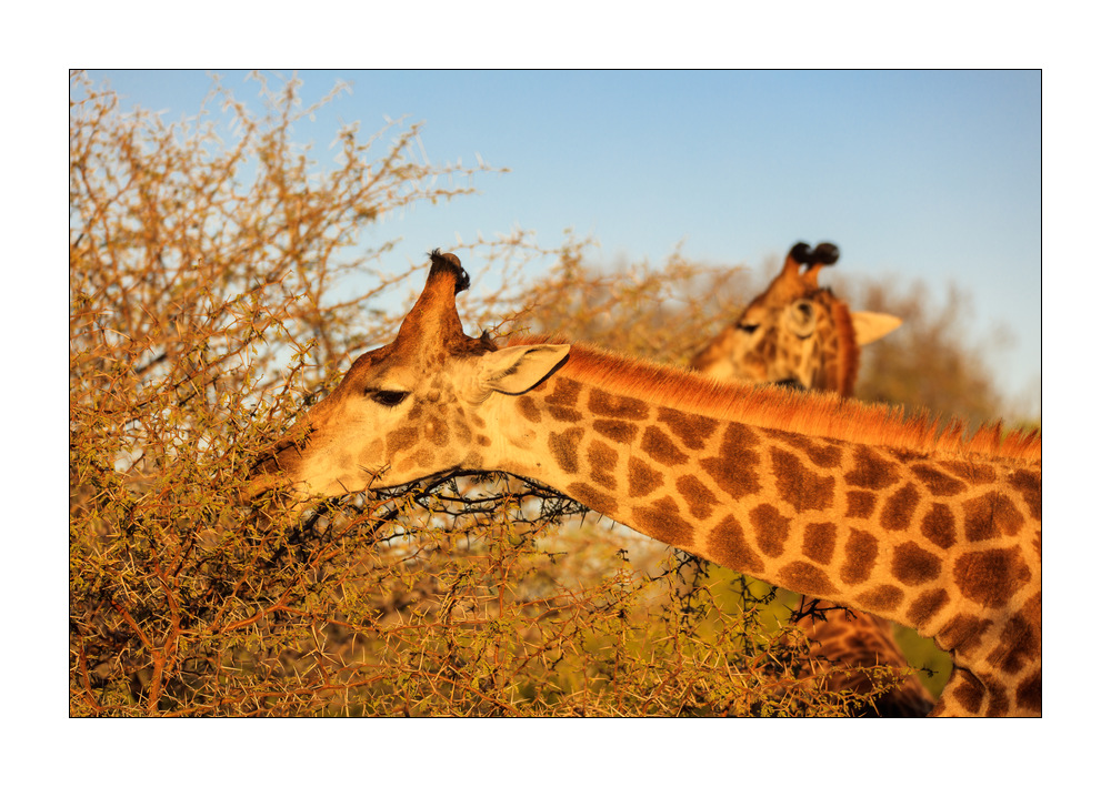 Giraffe #5ds01001
