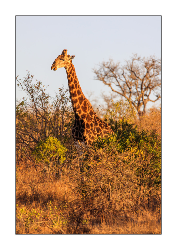Giraffe #5ds01508