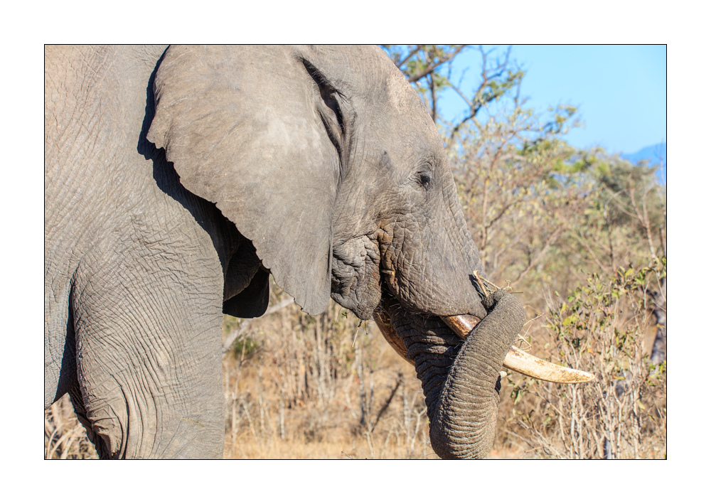 Elefant #5ds01082