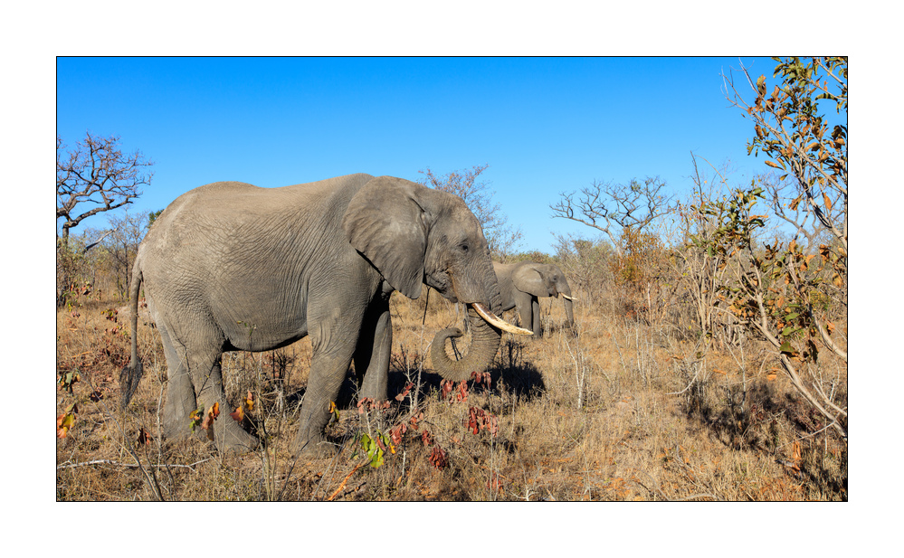 Elefant #5ds01098