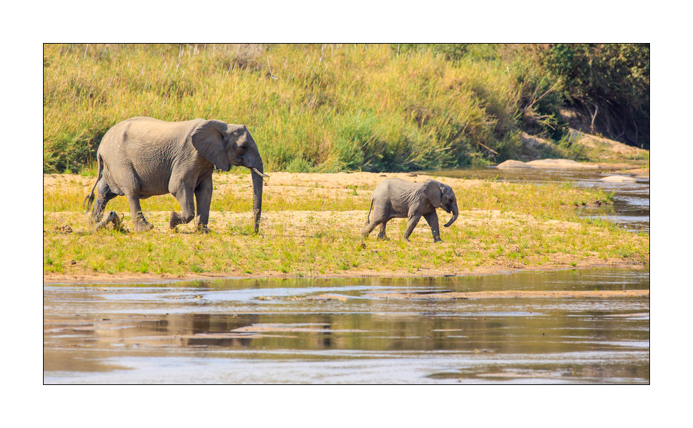 Elefant #5ds01923