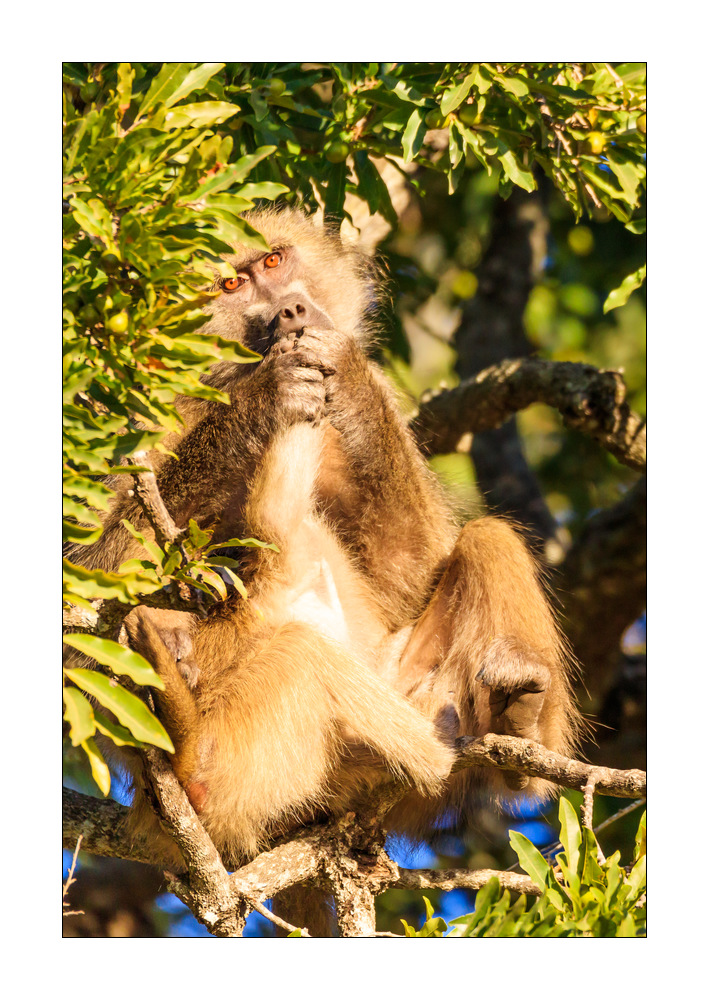 Affe #5ds01655