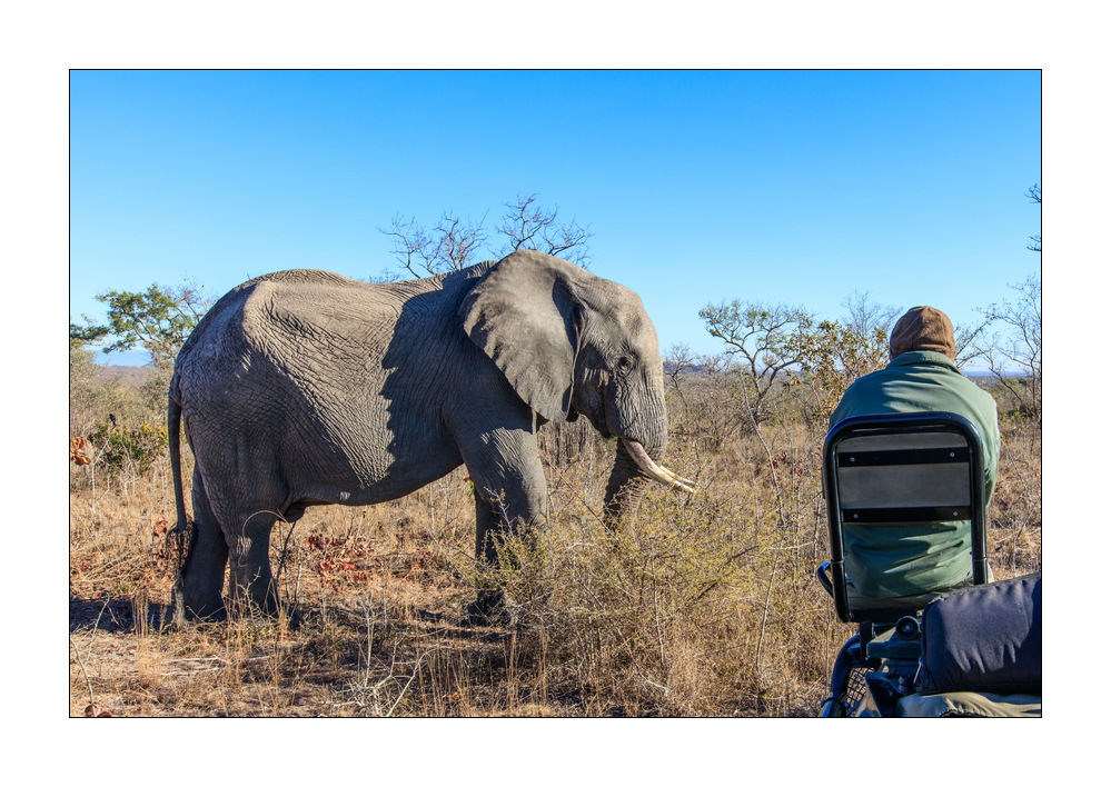 Elefant #5ds01091